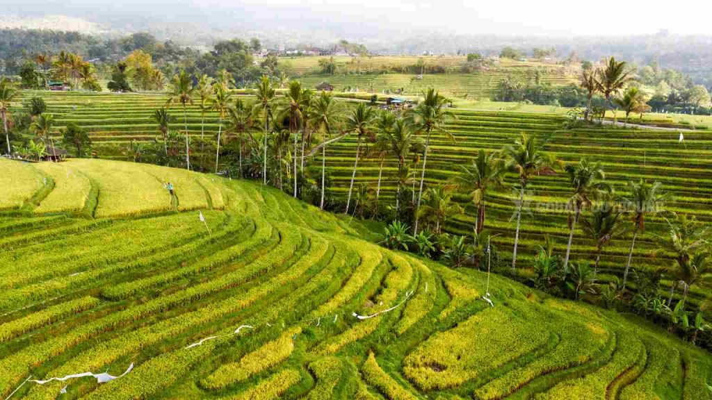 Desa Sidemen Bali dengan pemandangan sawah dan Gunung Agung untuk wisata pedesaan yang tenang